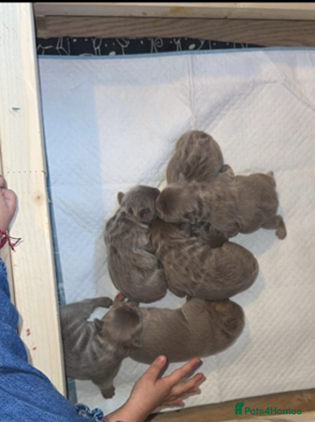 French Bulldog dogs for sale: NEW SHADE ISABELLA FRENCH BULLDOG  - Advert 2