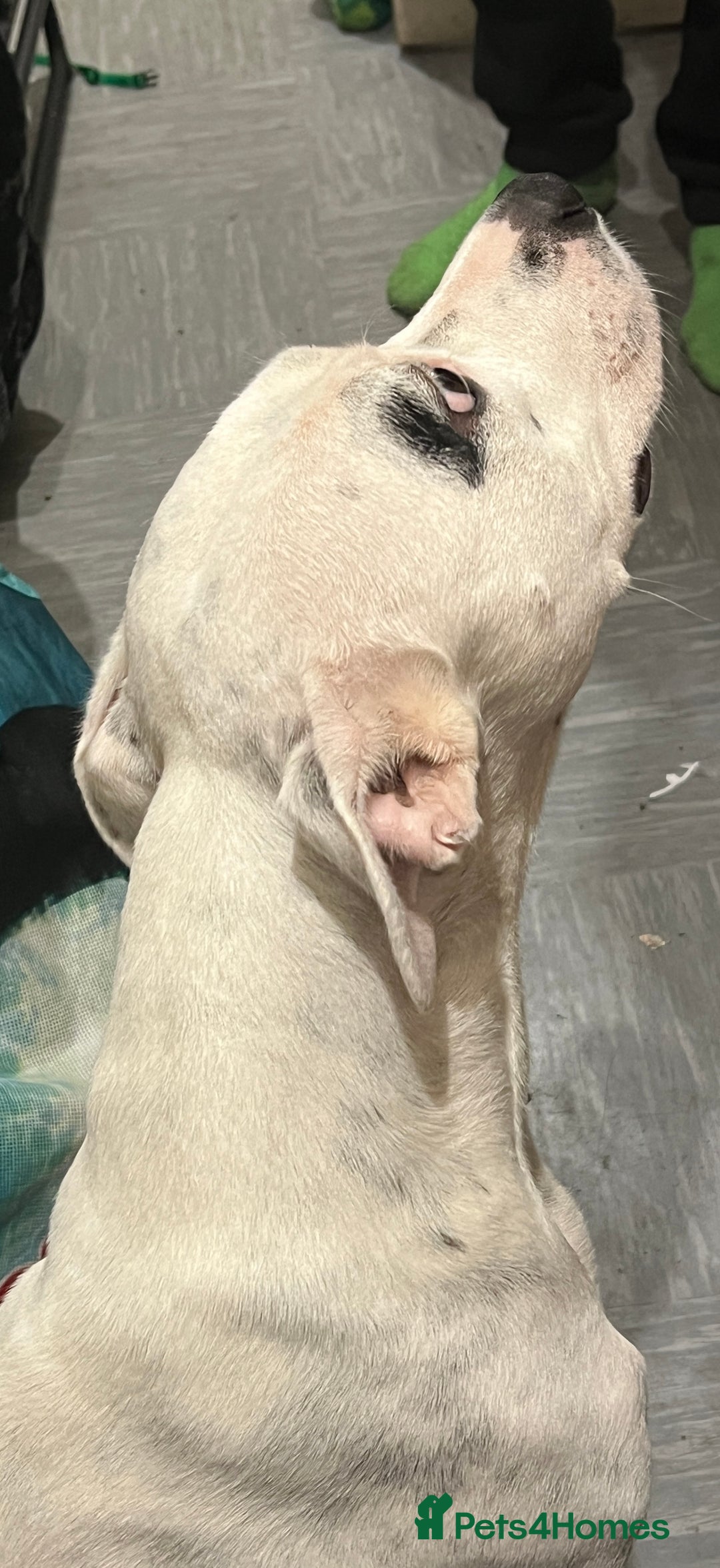 Mixed Breed dogs for sale: 4 Beautiful puppies looking for forever homes. - Image 10