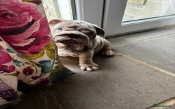 English Bulldog dogs for sale: English Bulldog 9 months old  - Image 8