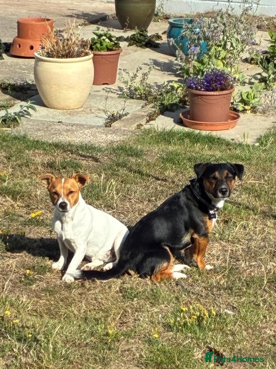 Jack Russell dogs for sale: Jack Russell puppies - Advert 10