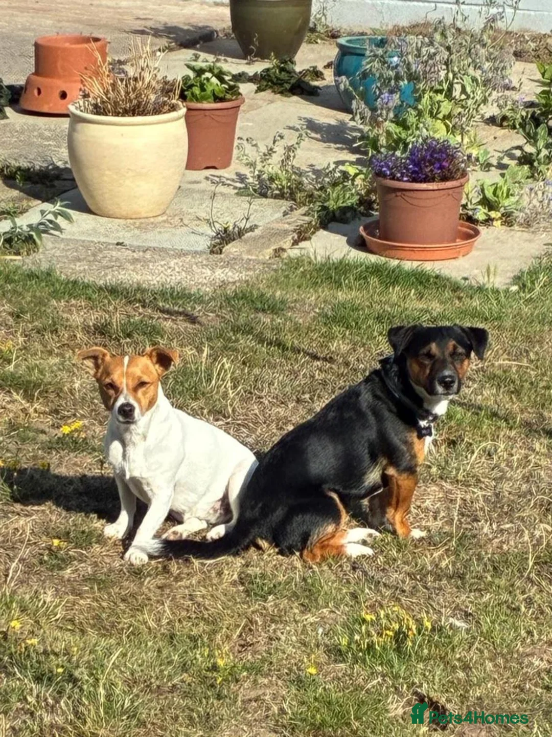 Jack Russell dogs for sale: Jack Russell puppies in Prestatyn - Advert 1