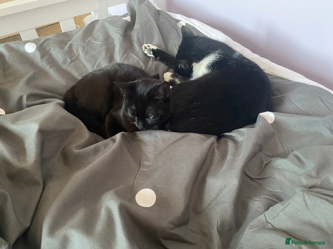 British Shorthair cats for sale: Mother and baby  - Advert 4