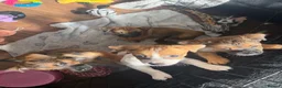 Jackshund dogs for sale: JACKSHUND PUPS  - Advert 7