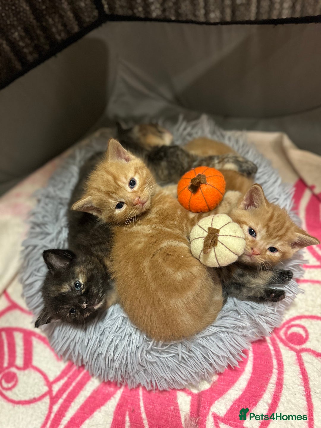 Mixed Breed cats for sale: FOR SALE! Four beautiful fluffy kittens  - Advert 2