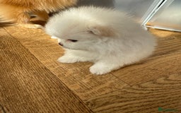 Pomeranian dogs for sale: KC Reg show quality Poms, 5 🌟 homes Only - Image 18