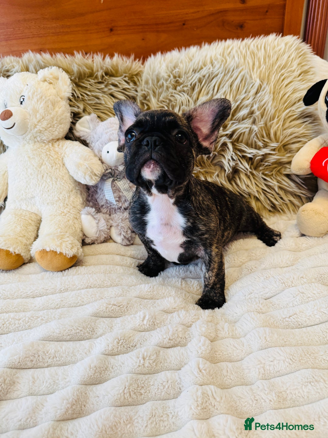 French Bulldog dogs for sale: 🏆KC registered, Standard French Bulldog Puppies🏆 - Image 21