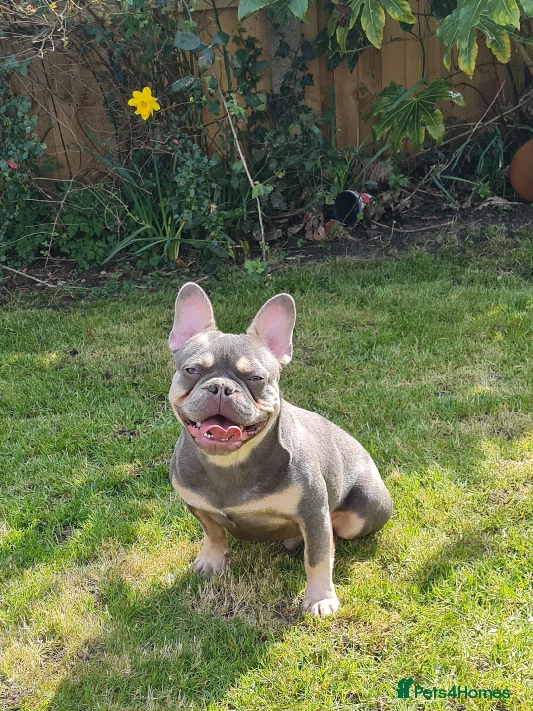 French Bulldog dogs for stud: Top Quality Stud RAMSGATE 🎯🎯 KC registered💣💣  in Ramsgate - Advert 4