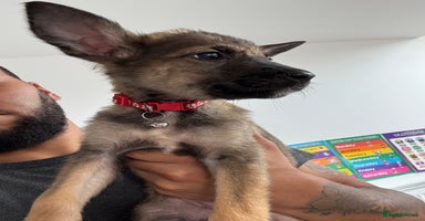 Mixed Breed dogs - Advert 14