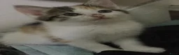 Mixed Breed cats for sale: Beautiful kittens for sale  - Advert 13