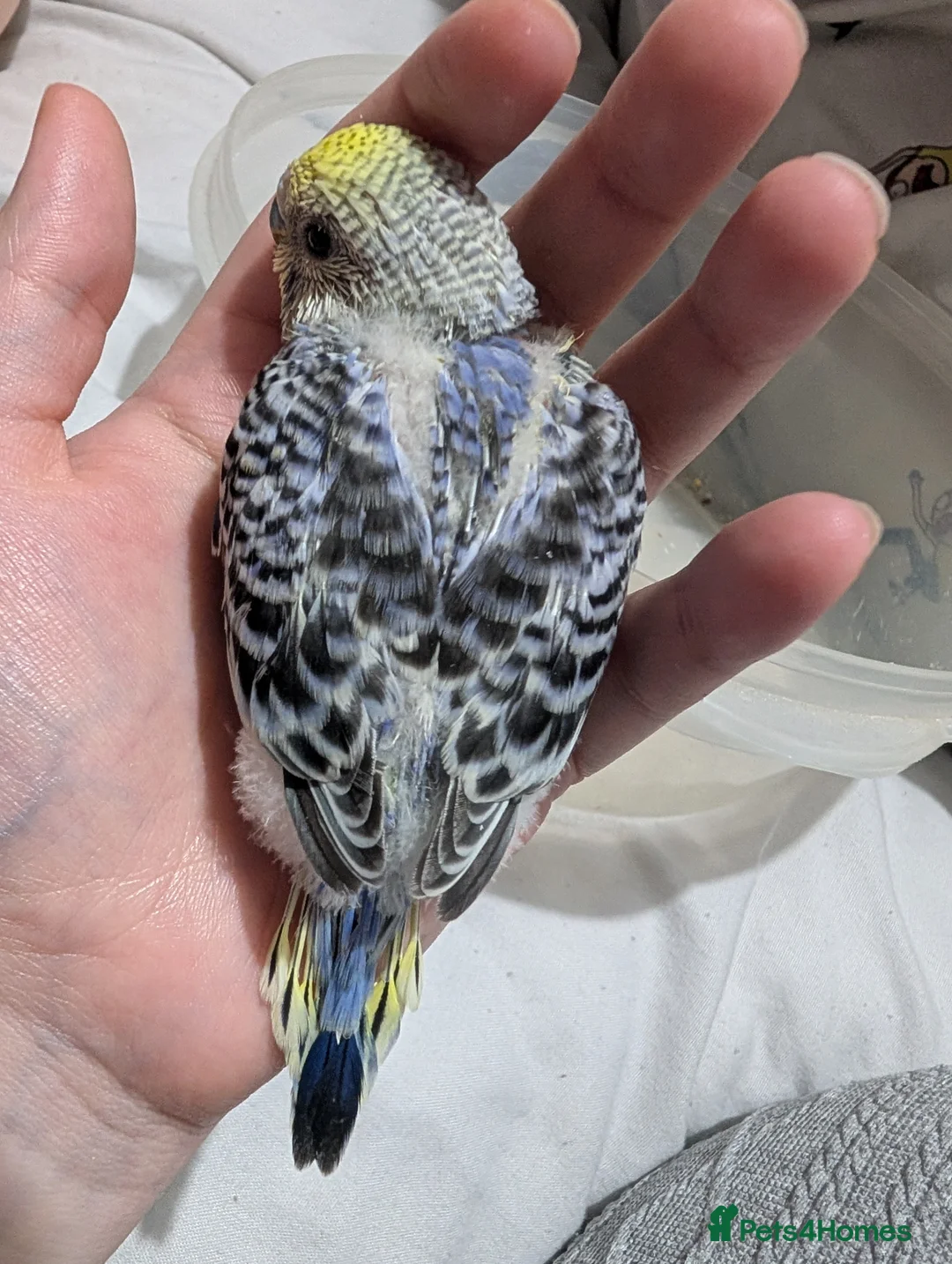 Budgerigars birds for sale: Baby budgies  - Advert 5