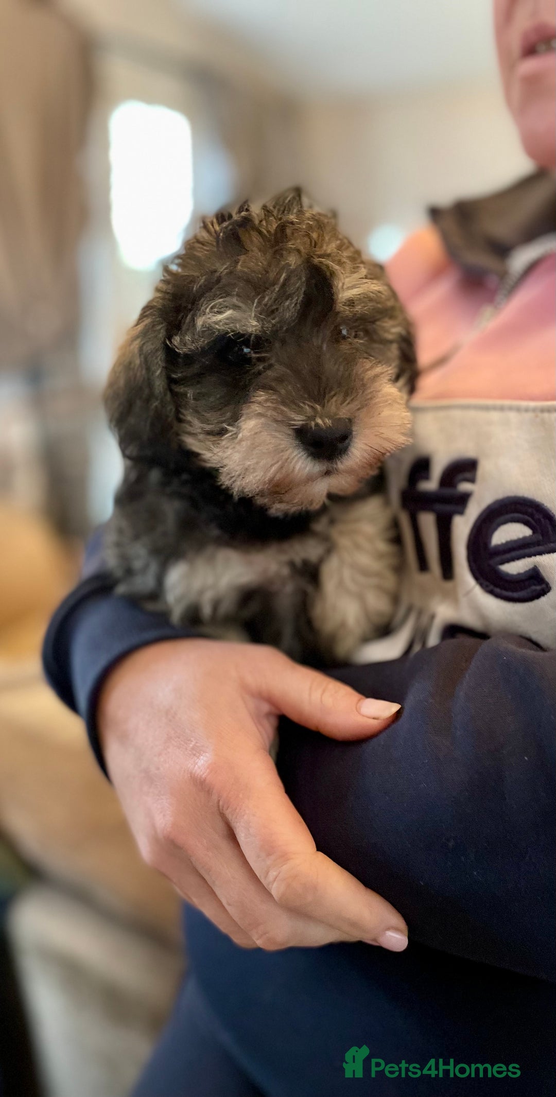 Mixed Breed dogs for sale: Schnoodle puppies  - Advert 4