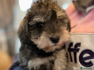 Mixed Breed dogs *One last boy *Schnoodle puppies - Advert 3