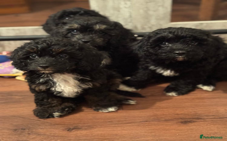 Cavapoo dogs - Advert 2