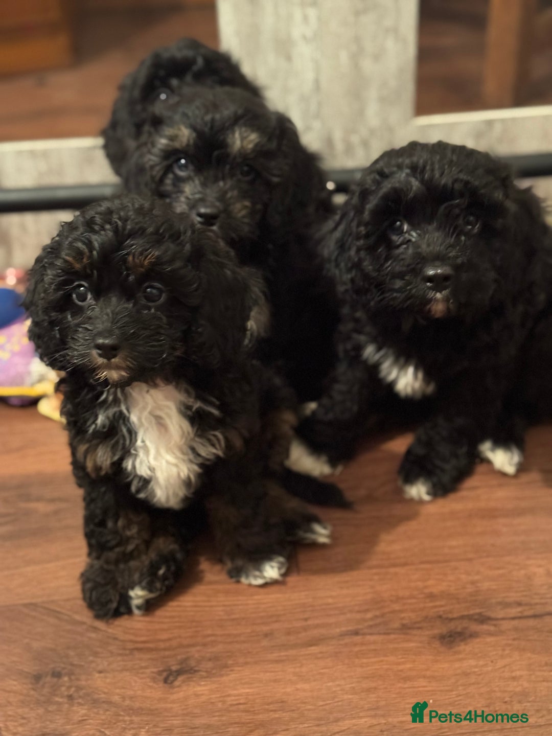 Cavapoo dogs for sale: Cavapoo F1 pups health tested parents  - Image 1