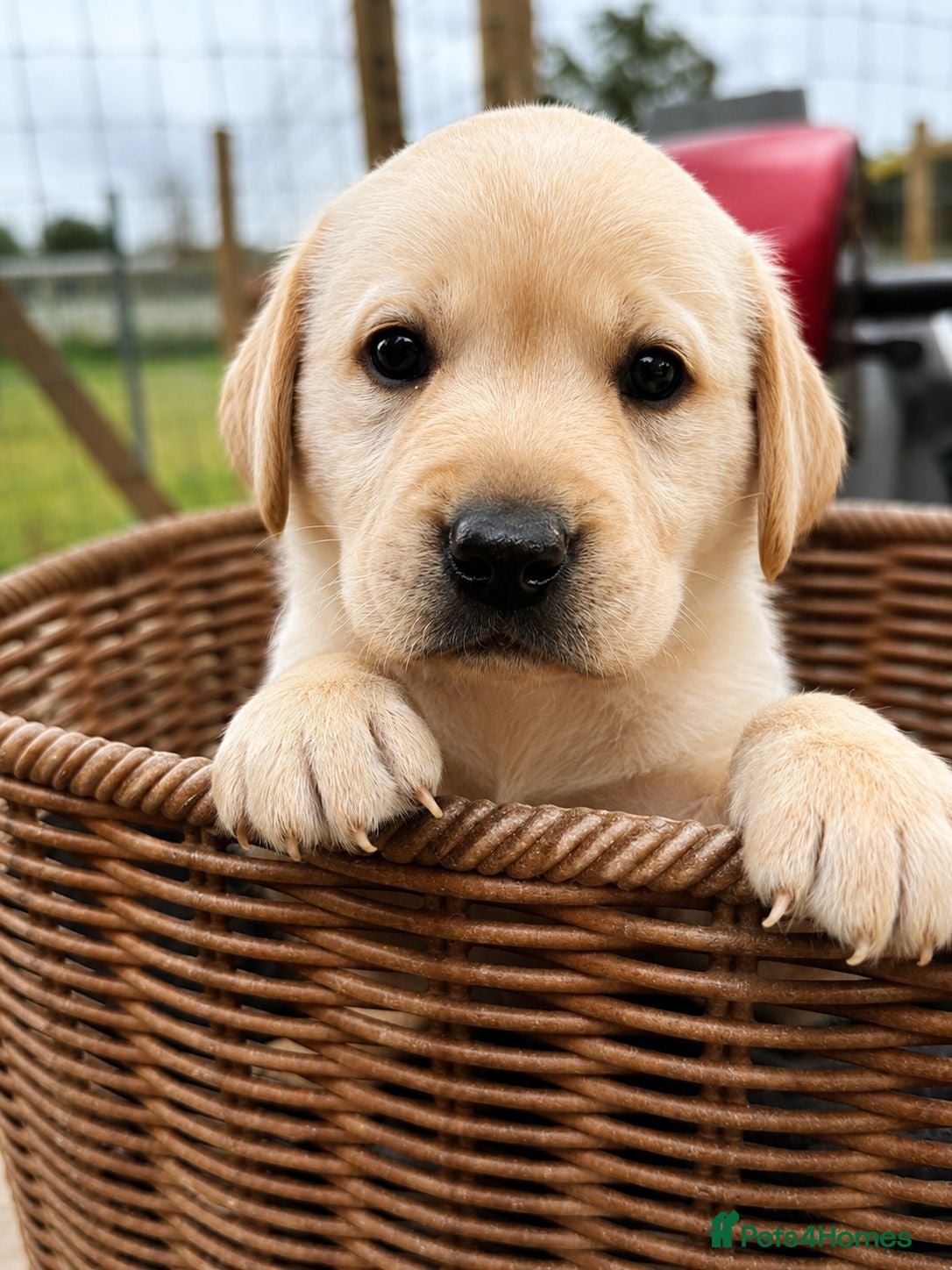 Labrador Retriever dogs Advanced trained Labradors  - Advert 2