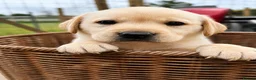 Labrador Retriever dogs for sale: Advanced trained Labradors  - Advert 2