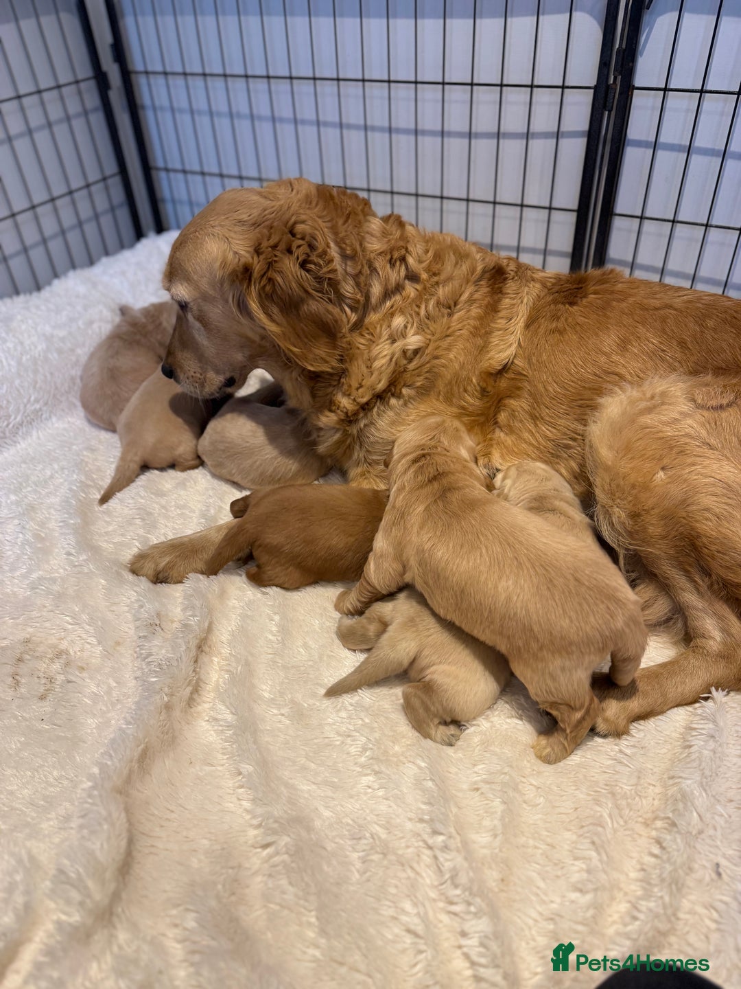 Golden Retriever dogs for sale: Gorgeous KC Golden retrievers  - Advert 8