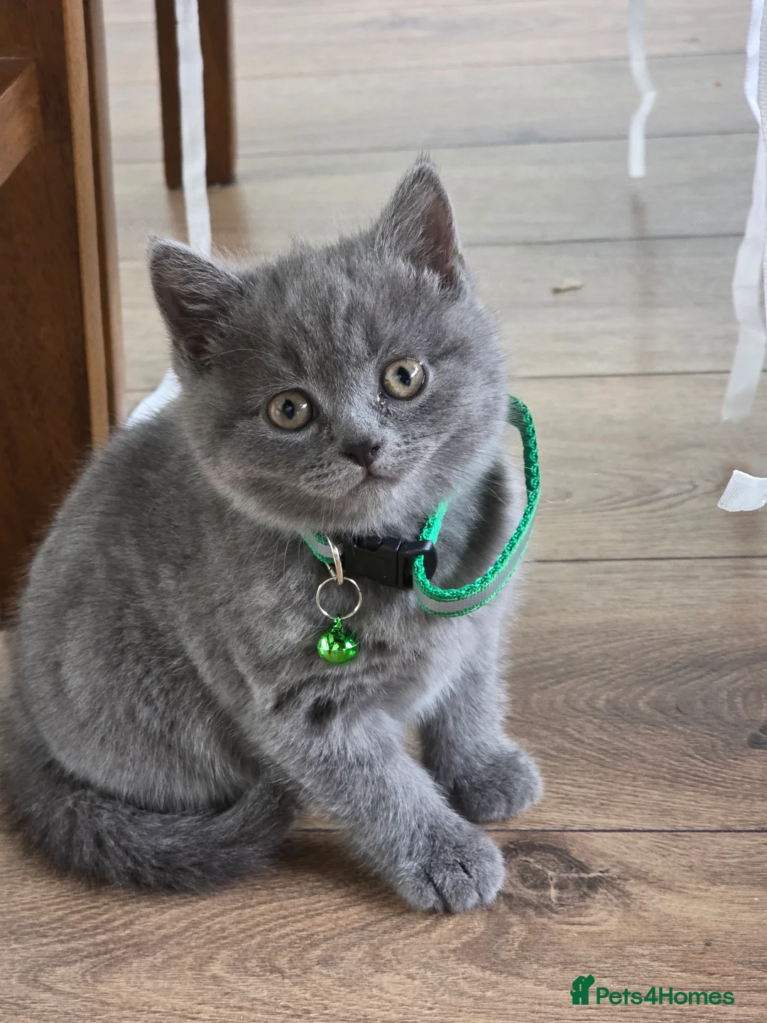 British Shorthair cats for sale: Beautiful British Shorthair Kittens  - Advert 2