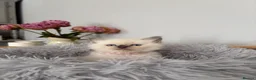 Ragdoll cats for sale: Beautiful Ragdoll Kittens – Health Tested Parents. - Advert 4