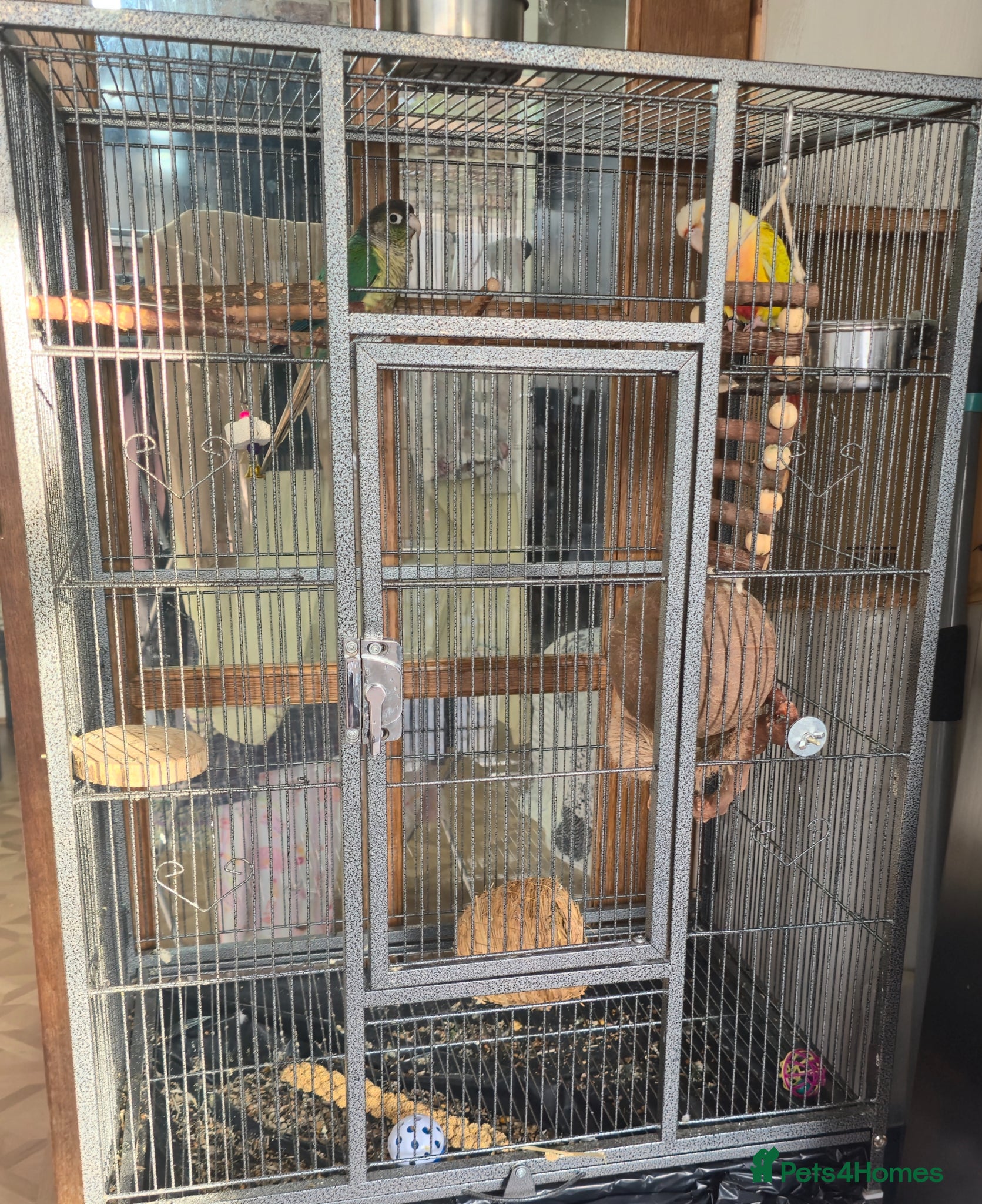 Conures birds Conures  - Advert 5