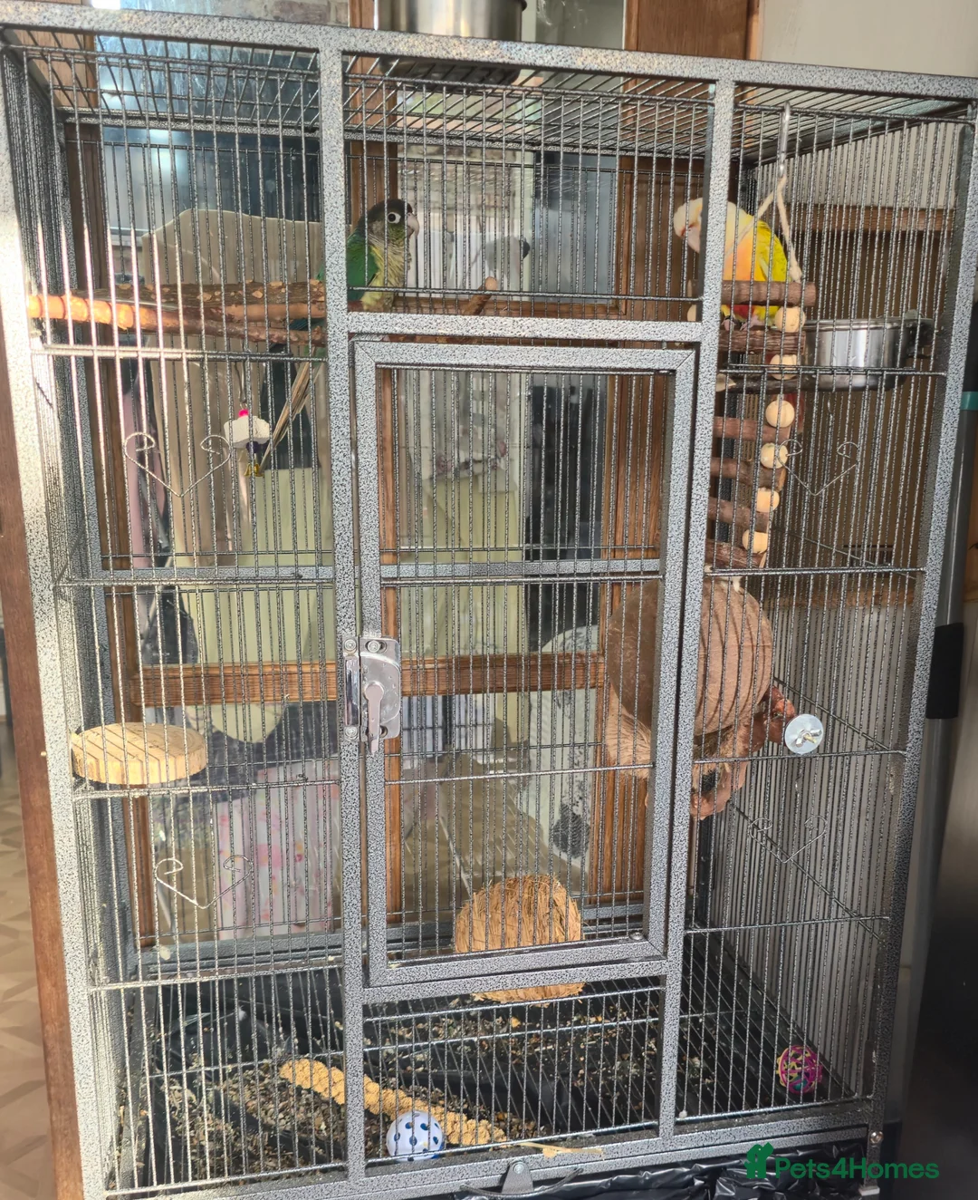 Conures birds for sale: Conures  - Advert 1