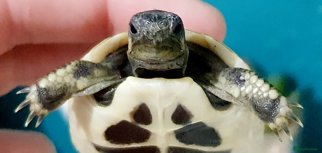 Hermann Tortoise reptiles for sale: Hermann tortoises  - Advert 8