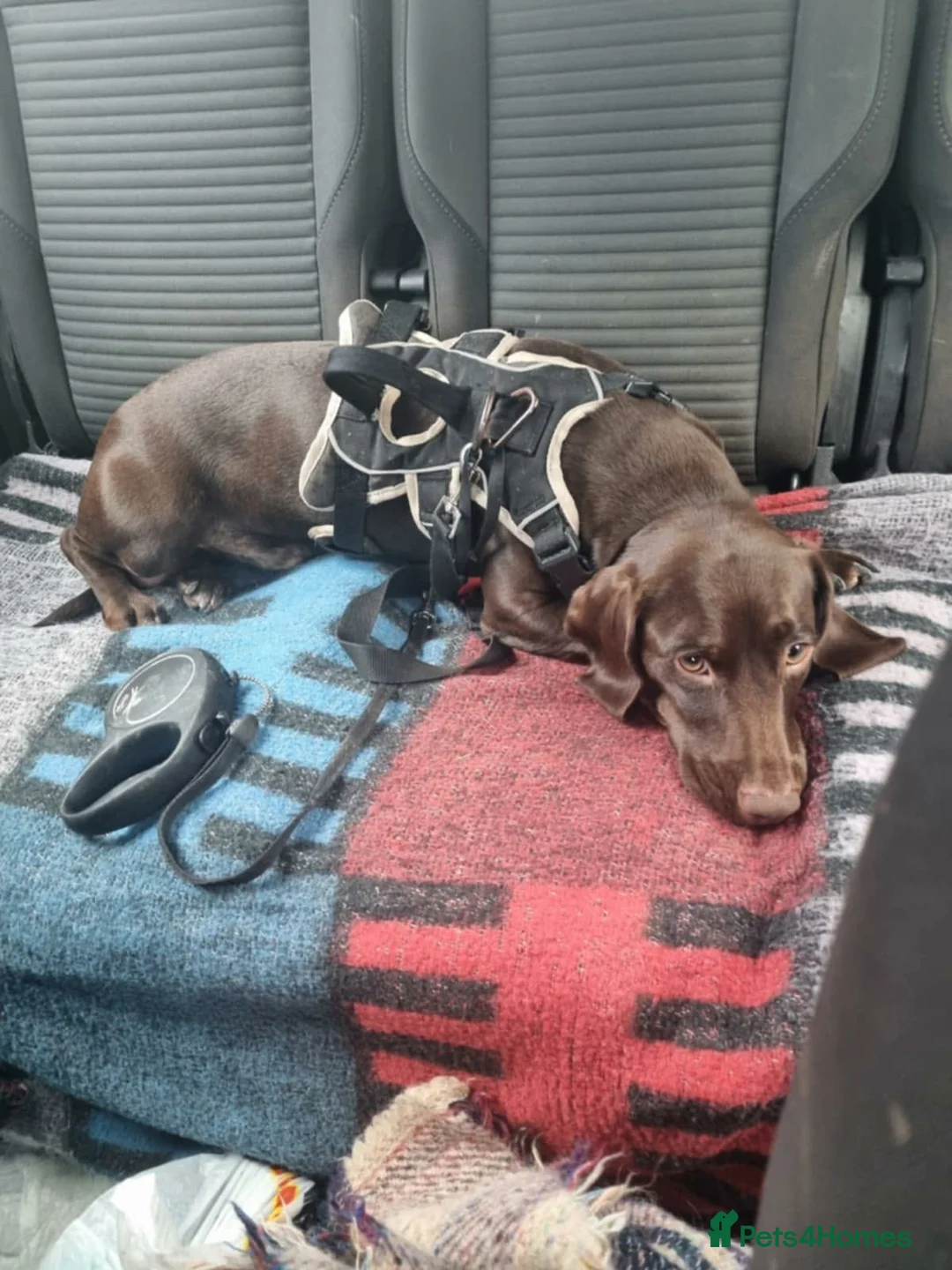 Mixed Breed dogs for sale: Dachshund cross springer 1 year old!  - Advert 2