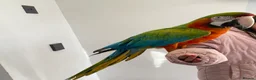 Macaws birds for sale: Very friendly macaw  in Leicester - Advert 2