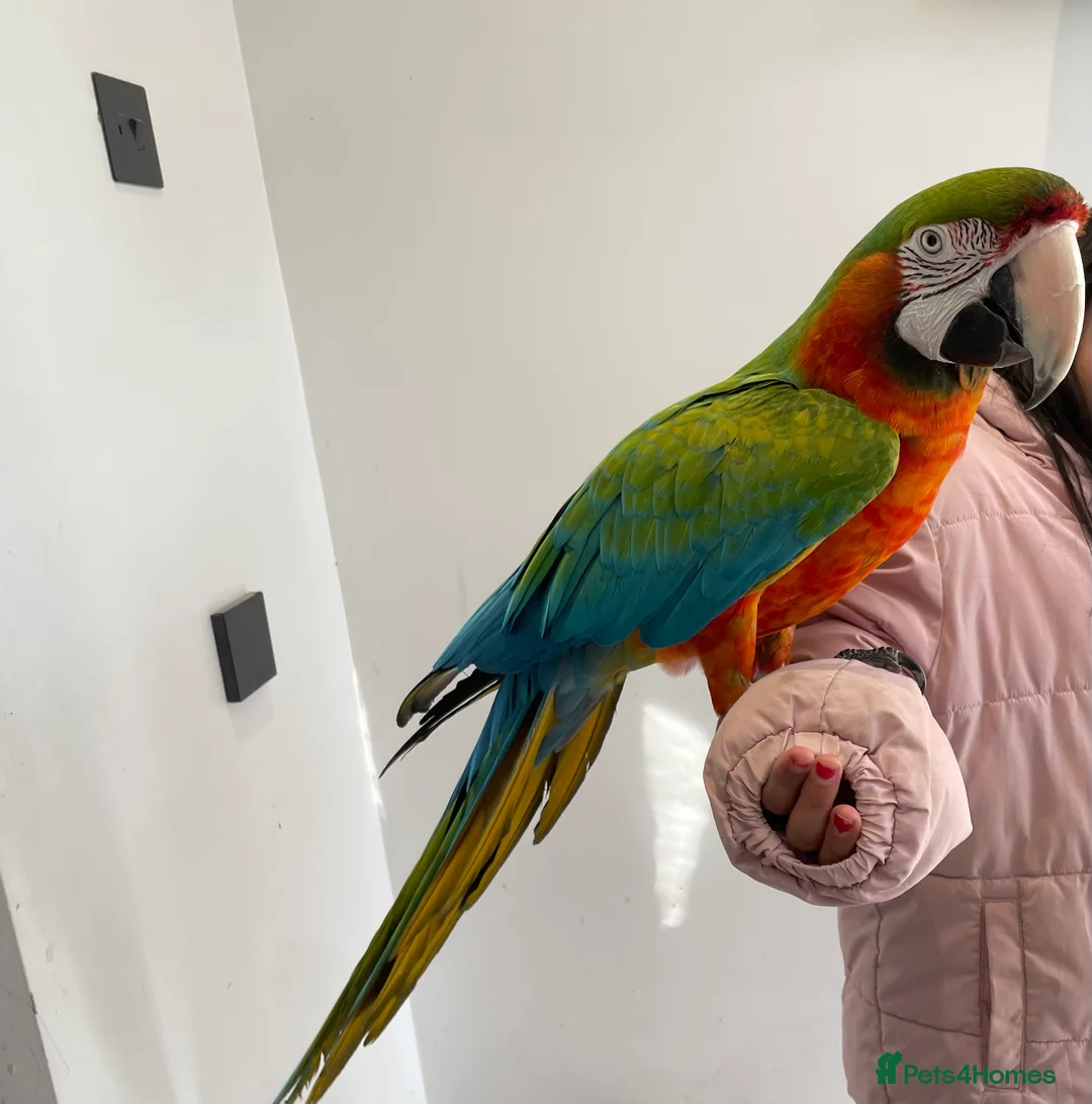 Macaws birds for sale: Very friendly macaw  in Leicester - Advert 2