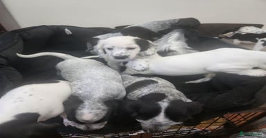 Dachshund dogs - Advert 2