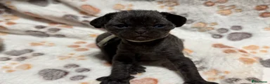 Devon Rex 2