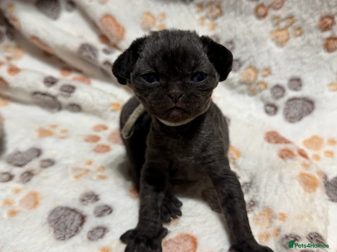 Devon Rex cats for sale: 💕 Adorable Devon Rex Kittens  - Advert 2