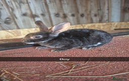 Rex rabbits for sale: 10 week old baby rex rabbits - Image 5