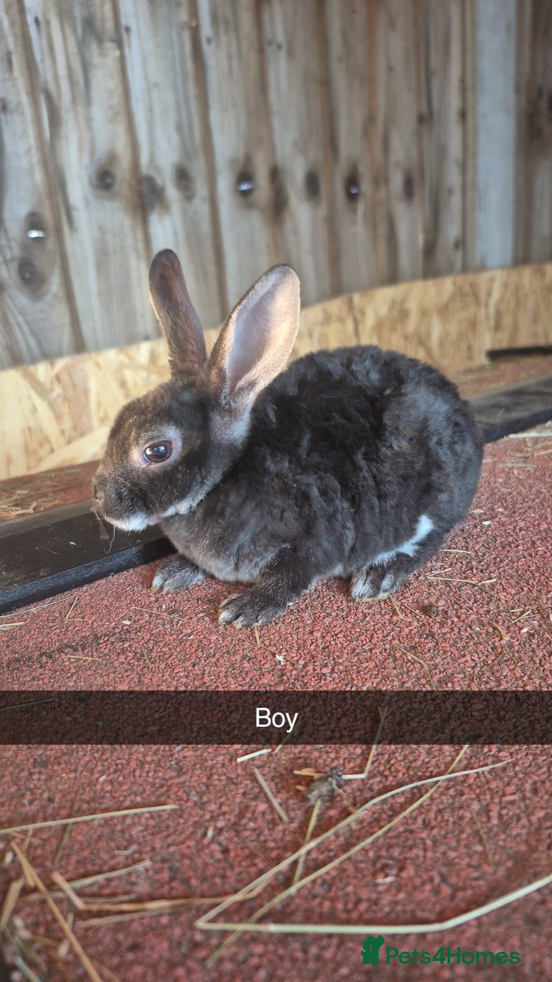 Rex rabbits for sale: 10 week old baby rex rabbits - Image 5