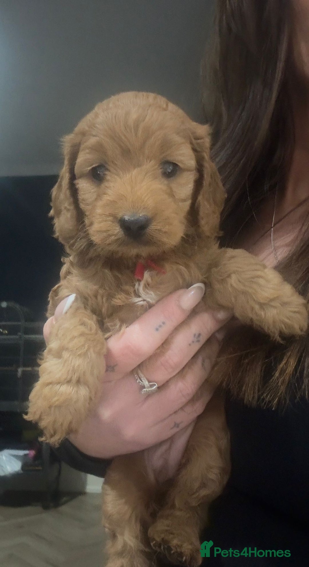 Cockapoo dogs for sale: Stunning F1 Cockerpoo Puppies  - Advert 17