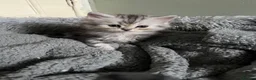 Persian cats for sale: Half persian kittens  - Advert 5