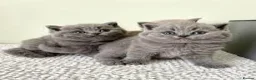 British Shorthair cats for sale: Beautiful British Shorthair Kittens - Advert 4