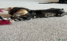 Bengal cats for sale: 🐾 TICA REGISTERED, READY TO LEAVE  😍😍 - Image 31