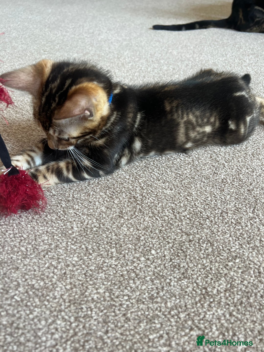 Bengal cats for sale: 🐾 TICA REGISTERED, READY TO LEAVE  😍😍 - Image 31