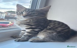 British Shorthair cats for sale: 🐾 Adorable Kittens Looking for  Home! 🐾 - Image 4
