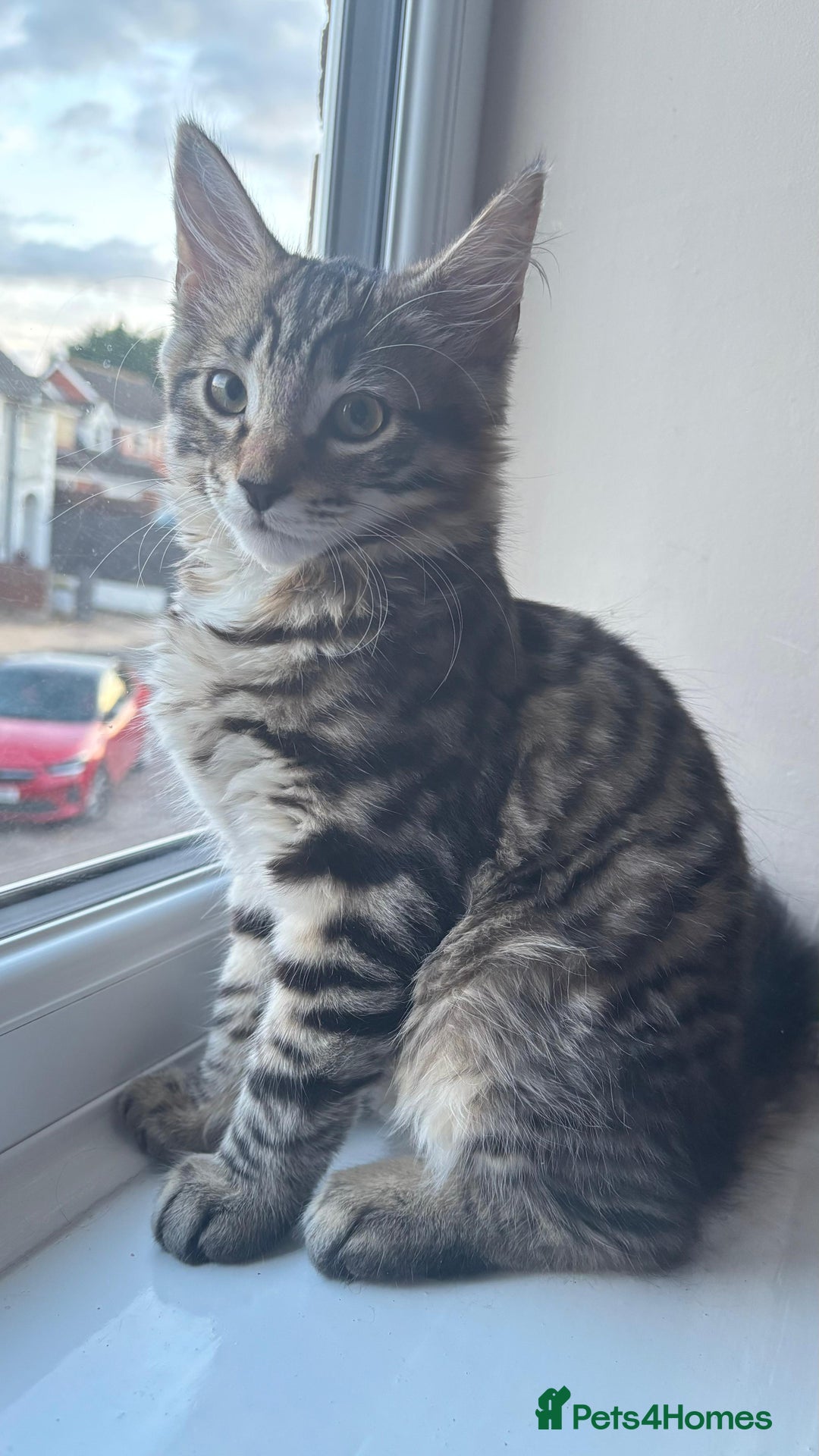 British Shorthair cats for sale: 🐾 Adorable Kittens Looking for  Home! 🐾 - Image 4
