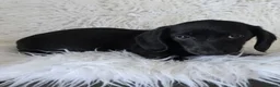 Miniature Dachshund dogs for sale: KC reg, 5* Breeder. BOYS ONLY  - Advert 14