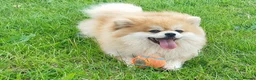 Pomeranian dogs for sale: Adorable, KC Registered Pomeranian Puppies in Colchester - Advert 38