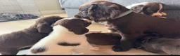 English Springer Spaniel dogs for sale: Springer spaniel puppies  - Advert 8