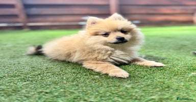 Pomeranian dogs in South Shields - Advert 13