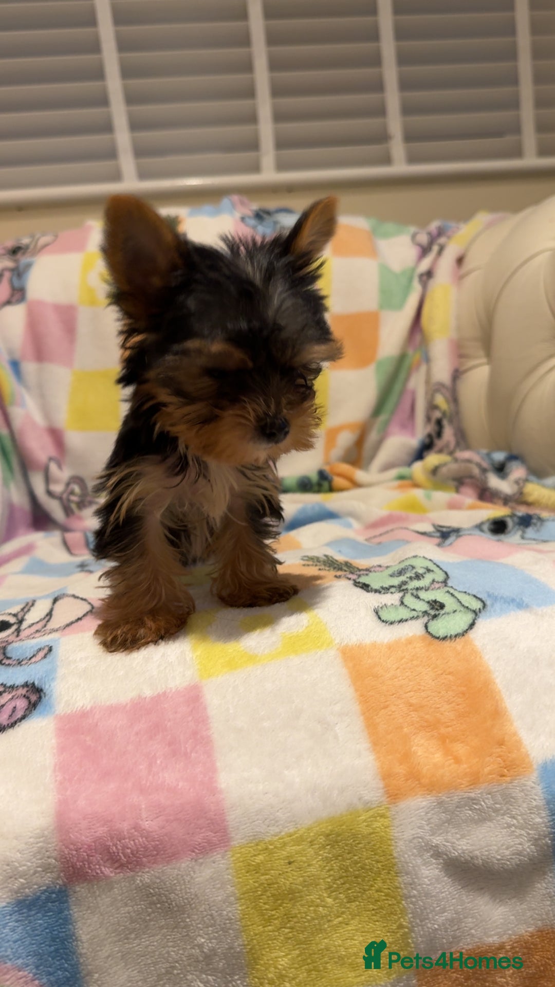 Yorkshire Terrier dogs for sale: *Reduced* teeny tiny little Yorkshire terrier boy  - Advert 10