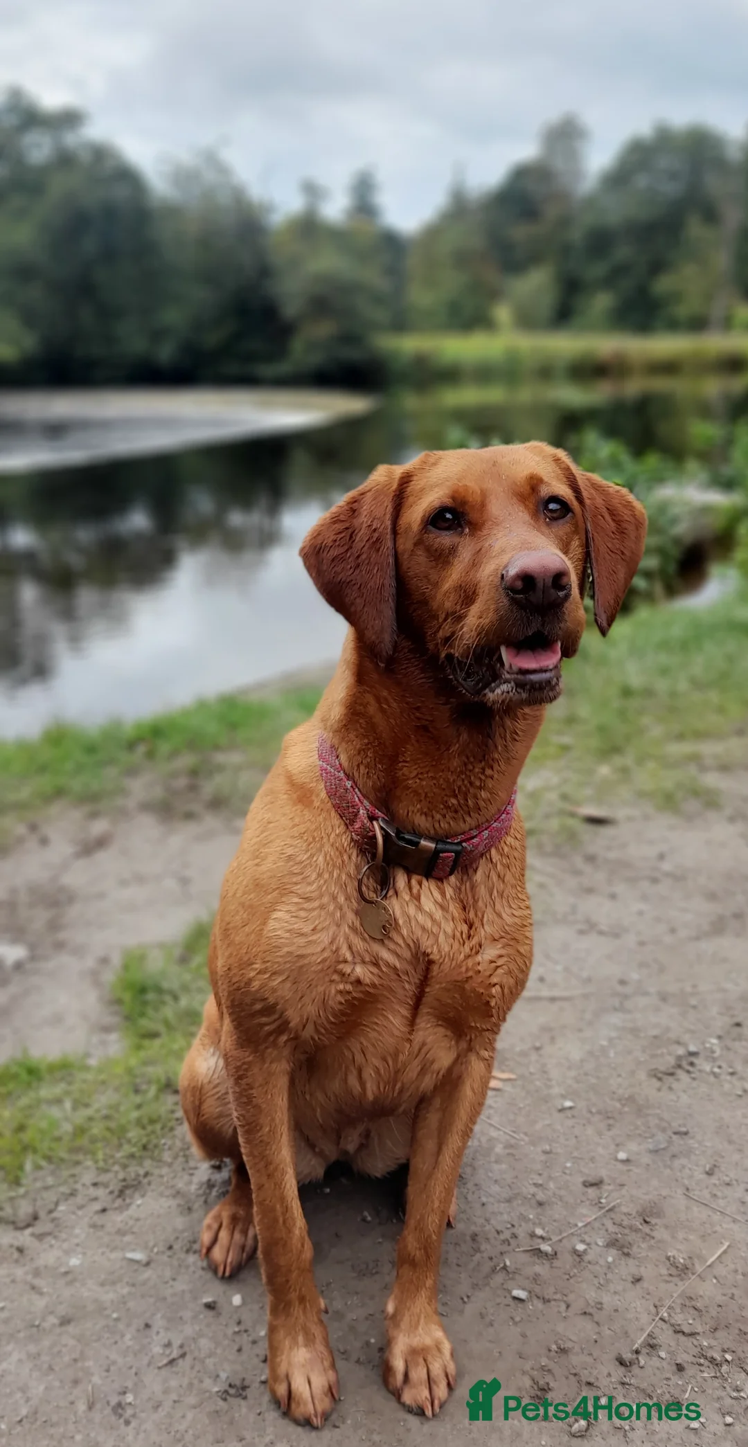 Labrador Retriever dogs for sale: KC Registered Fox Red Labrador Retrievers - Advert 17