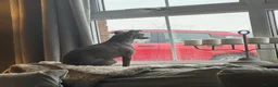 Italian Greyhound dogs for sale: Kc reg iggy - Advert 4