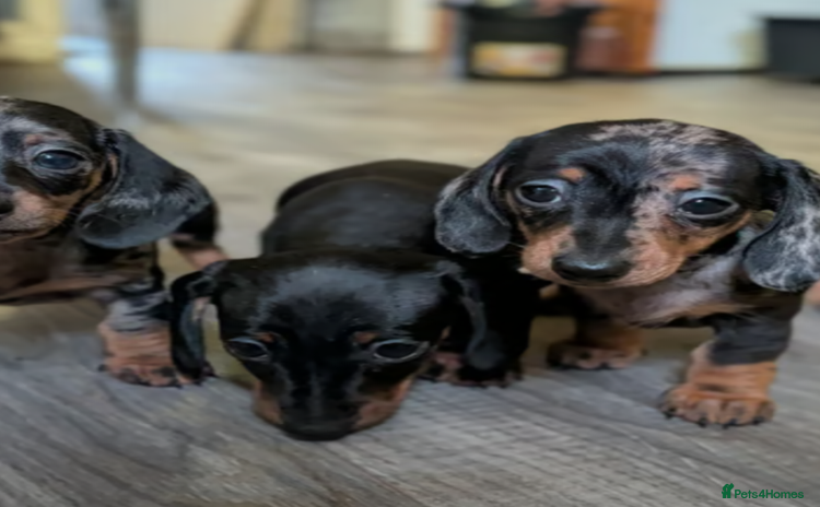 Miniature Dachshund dogs - Advert 2