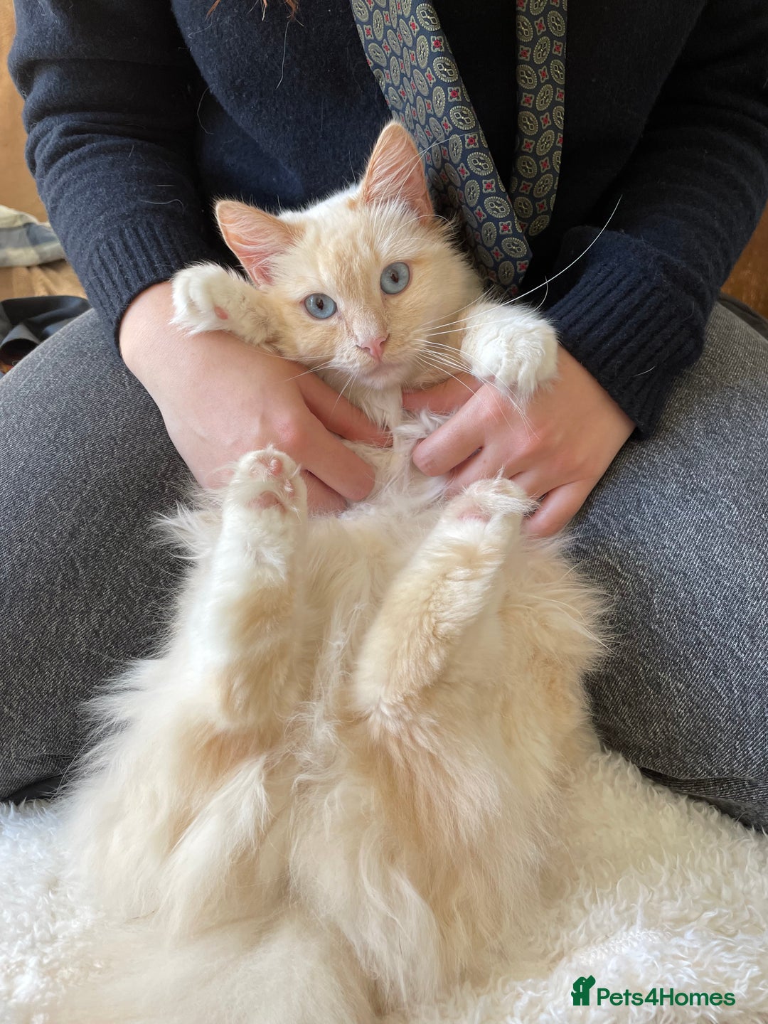 Ragdoll cats for sale: SWEET AND ENERGECTIC RAGDOLL BOY 💙 - Advert 1